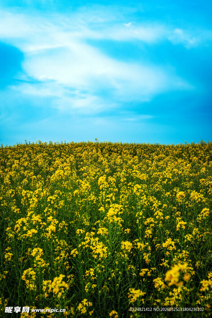 金黄油菜花田