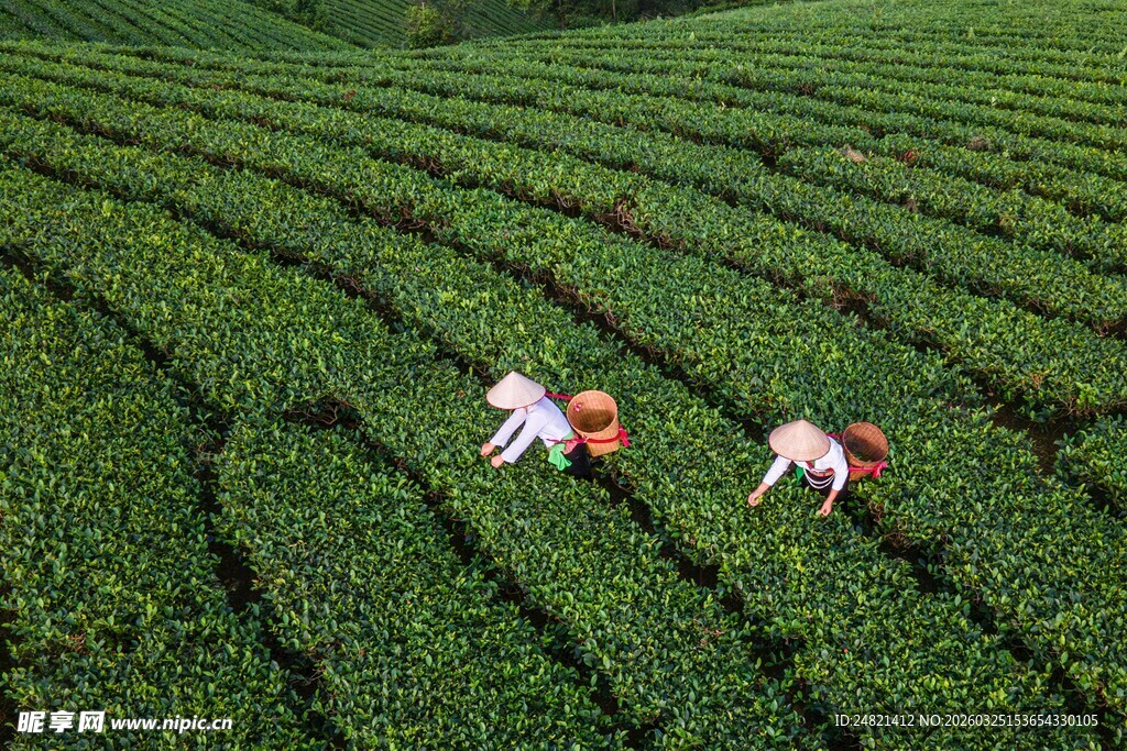茶园中劳作的采茶人