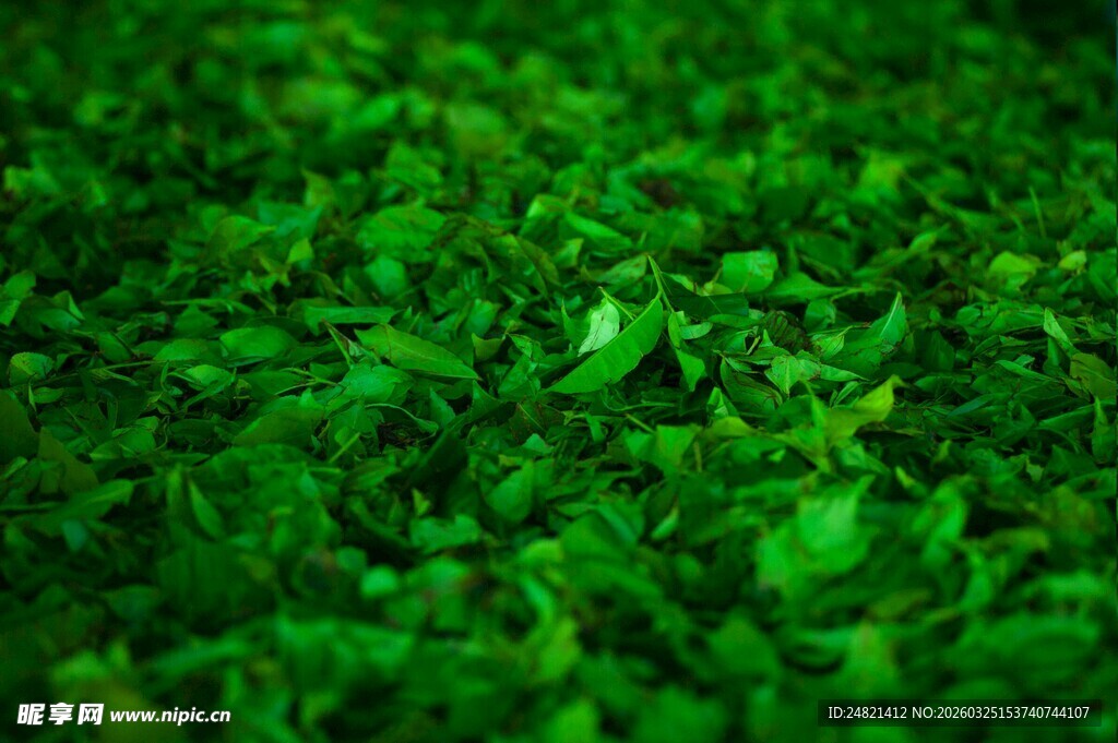 翠绿繁茂的鲜嫩植物