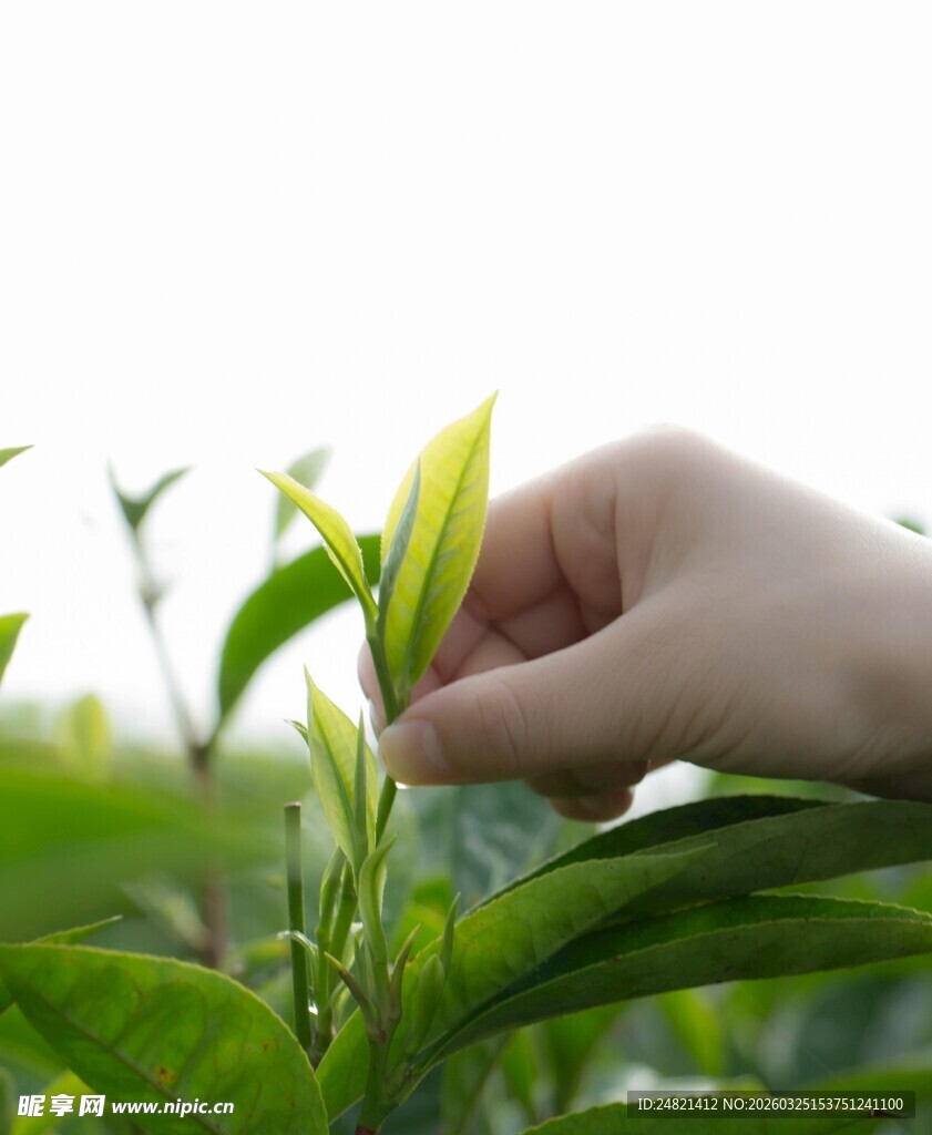 手摘鲜嫩茶叶