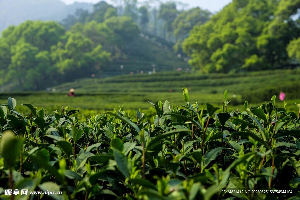翠绿茶园风光