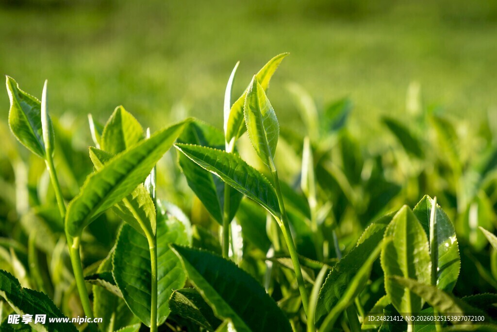 嫩绿叶片