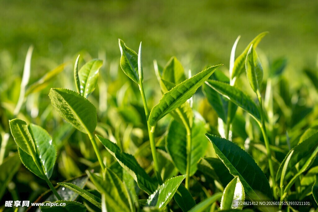 嫩绿茶树新叶生机盎然
