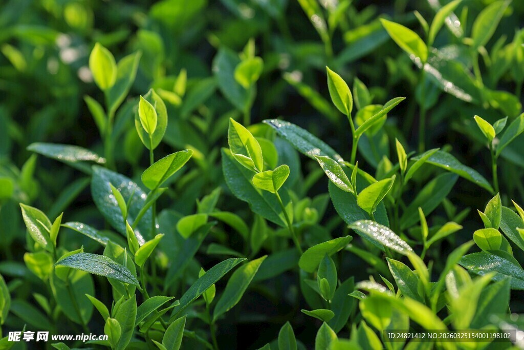 嫩绿清新的蓬勃植物