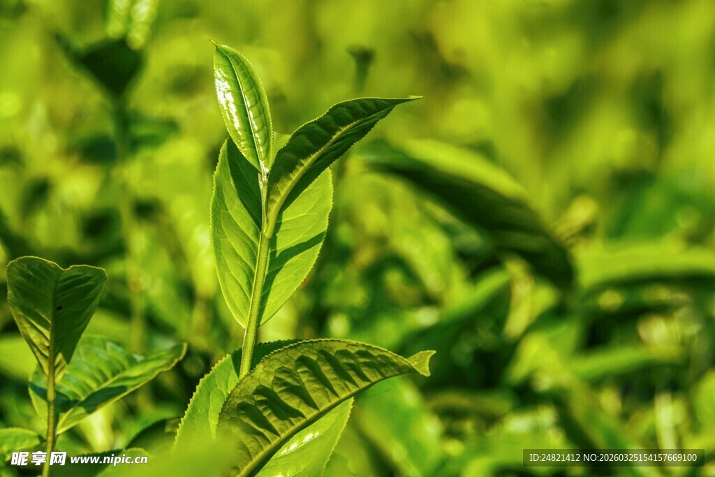 嫩绿茶芽生机盎然