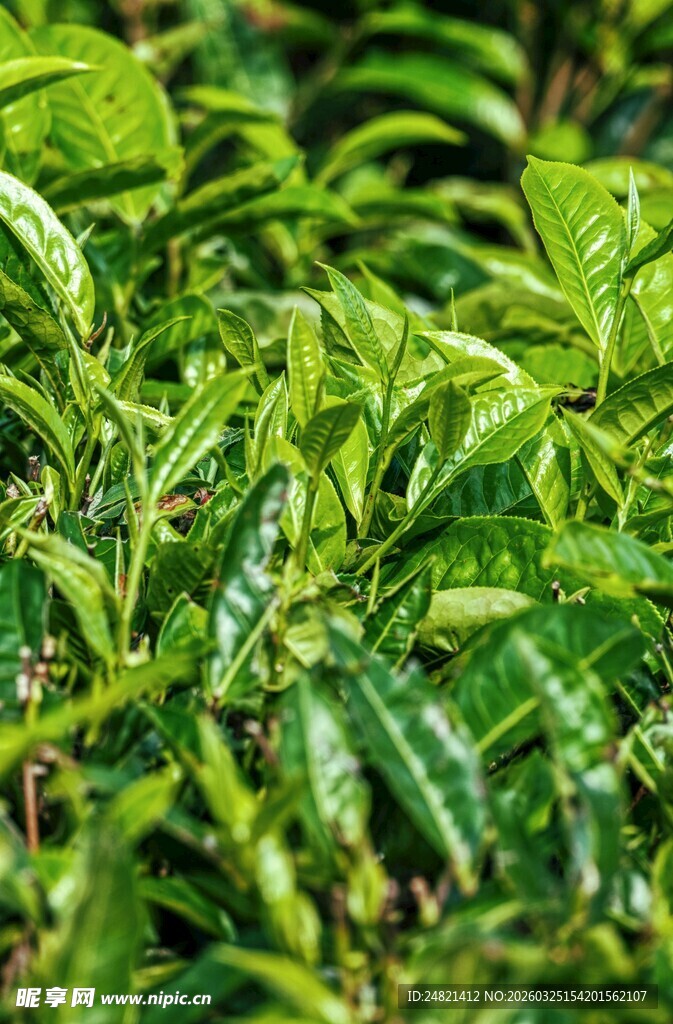 嫩绿茶叶特写