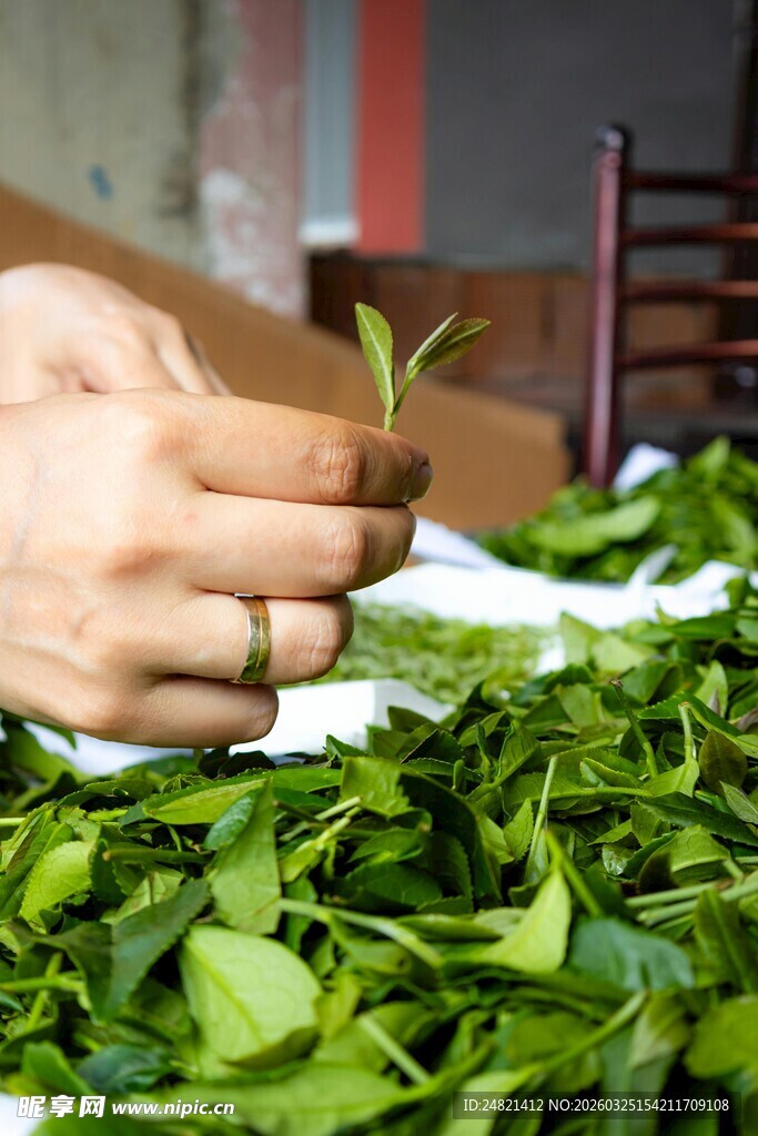 手工采摘鲜嫩茶叶