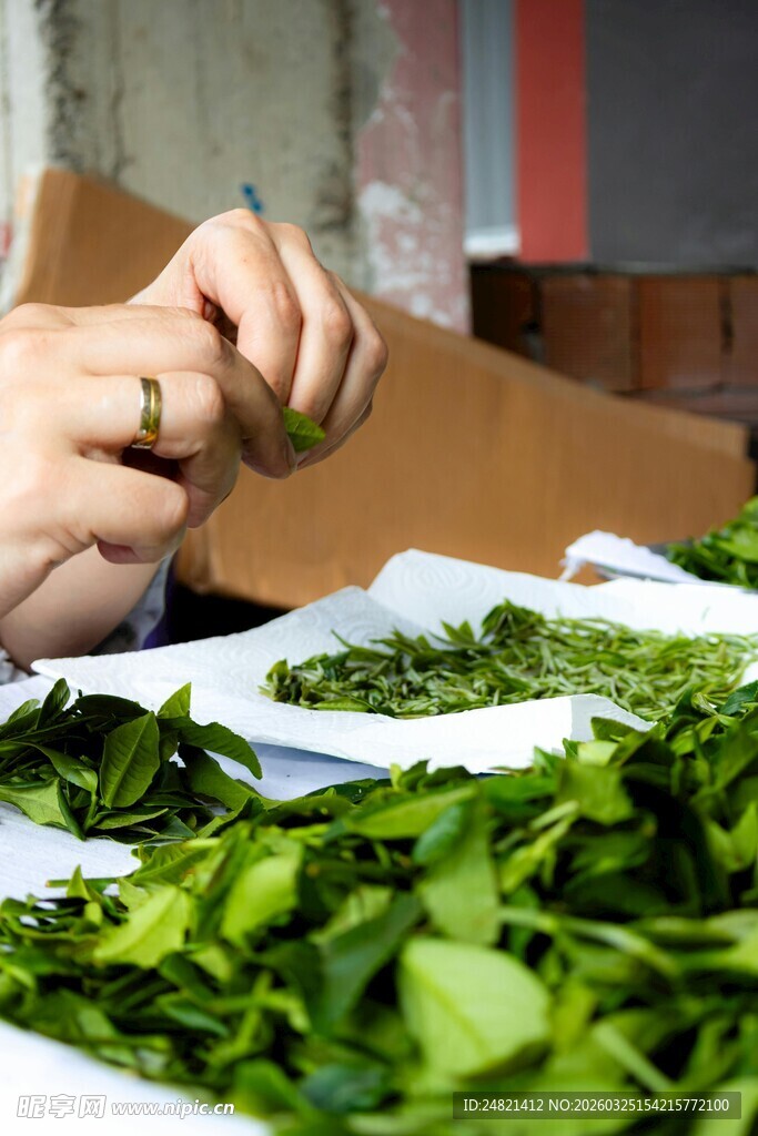 手工筛选鲜嫩茶叶