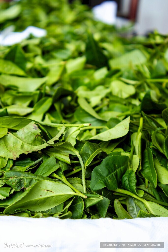 新鲜嫩绿的茶叶