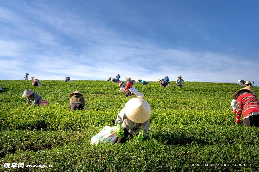 田间劳作的农民