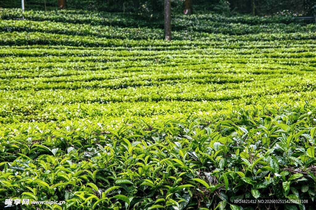翠绿茶园风光如画