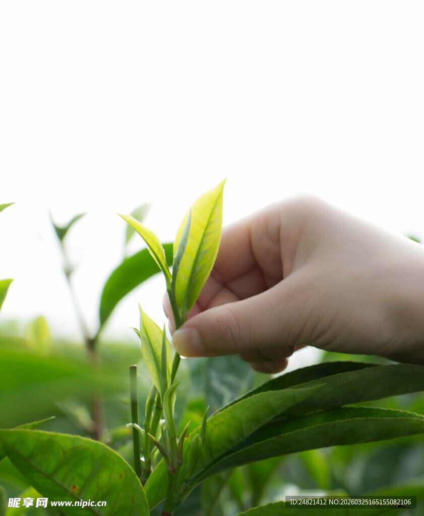 手摘嫩绿茶叶瞬间