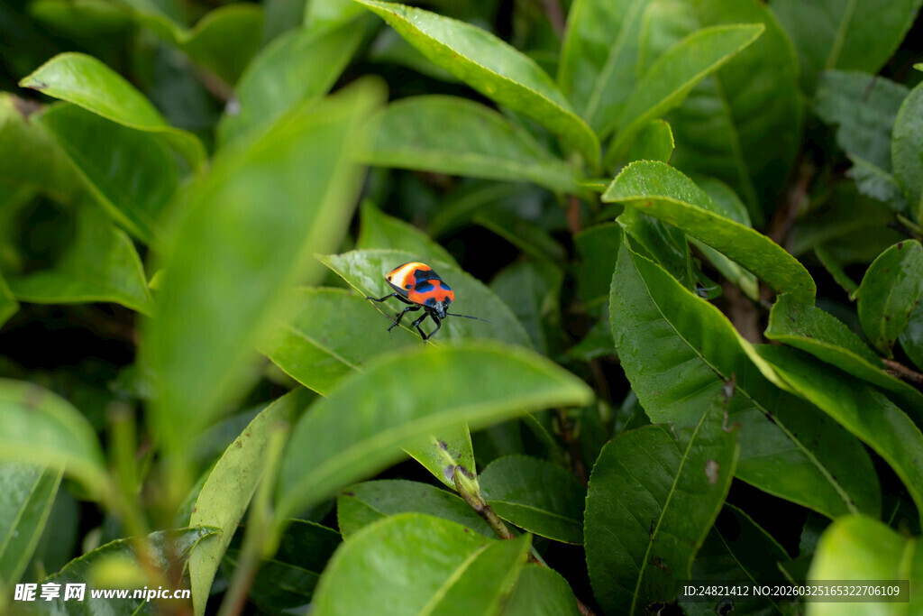 绿叶上的多彩瓢虫