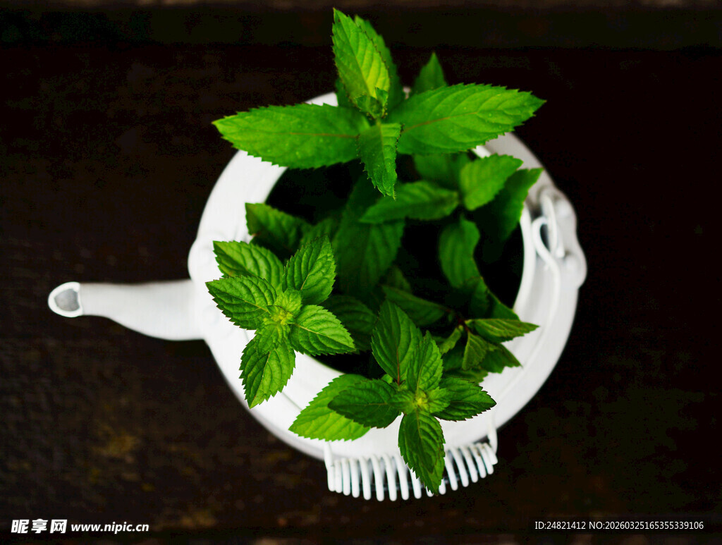 白色容器中的新鲜薄荷叶