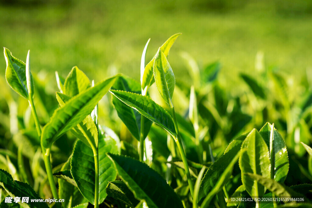 嫩绿麦苗生机盎然