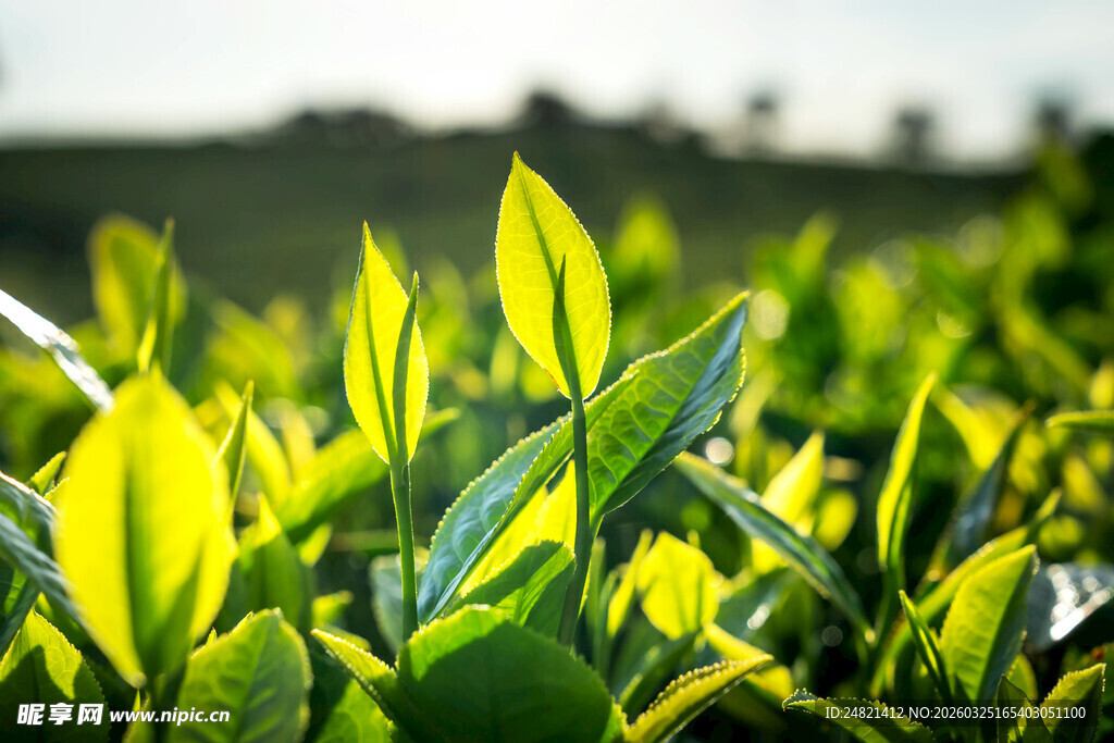 嫩绿茶园生机勃勃景象