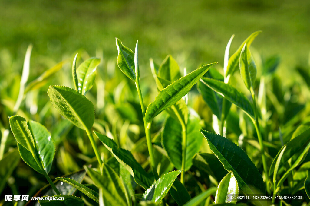 嫩绿茶叶生机盎然
