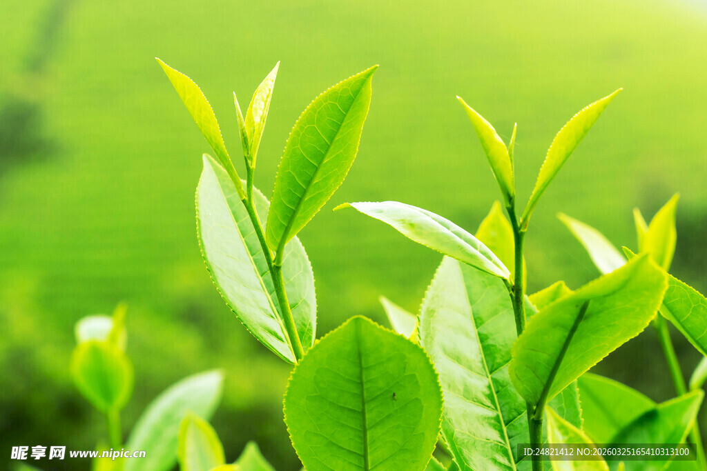 嫩绿茶树生机勃勃