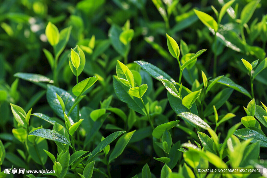 翠绿鲜嫩的蓬勃绿叶