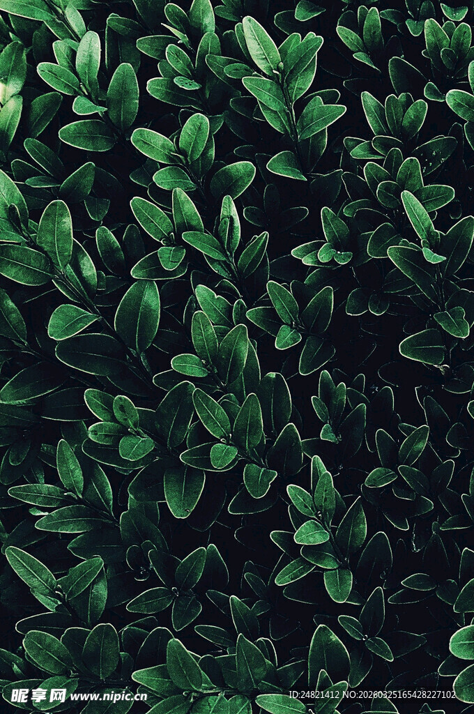 翠绿繁茂的植物叶片背景