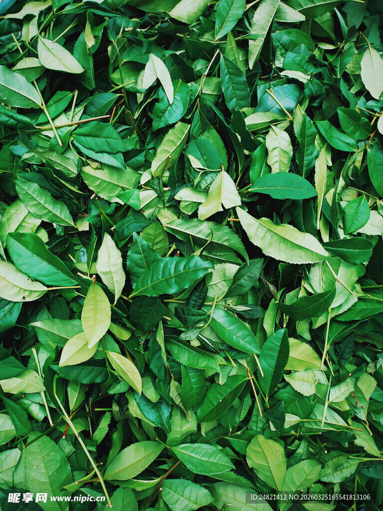 翠绿叶片的自然纹理