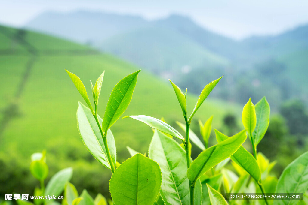 嫩绿茶叶