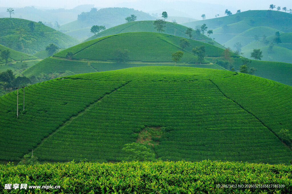 翠绿茶山美景