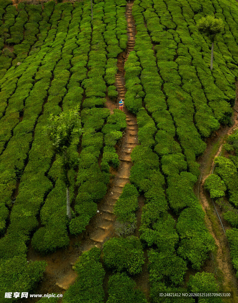 航拍整齐的绿色茶园景观