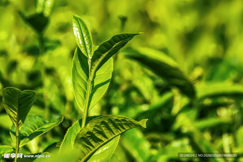 嫩绿茶叶生机盎然