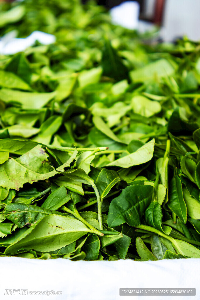 新鲜嫩绿的叶菜