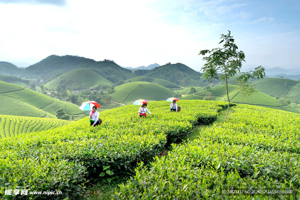 山间茶园劳作的茶农