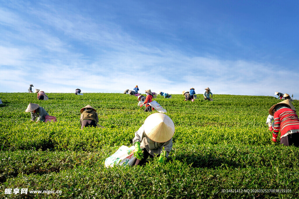 茶园里的辛勤采茶人