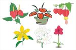 多彩花卉插画集合