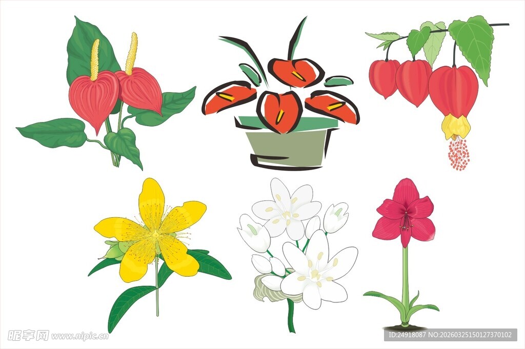 多彩花卉插画集合