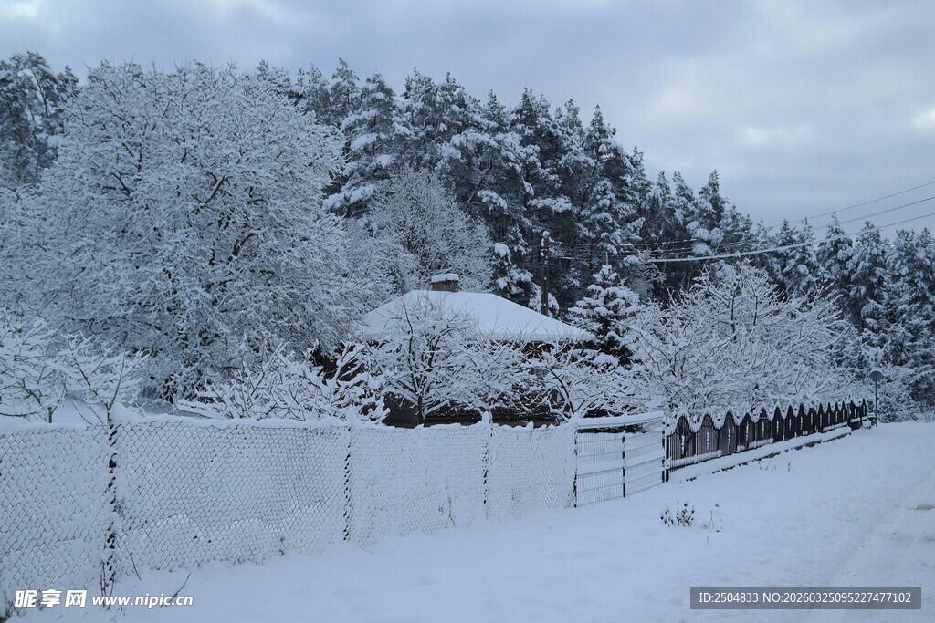冬日雪景中的静谧树林