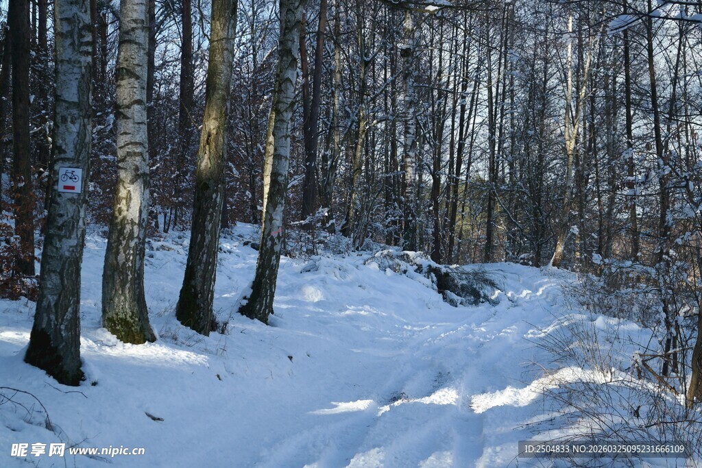 冬日雪林小径美景