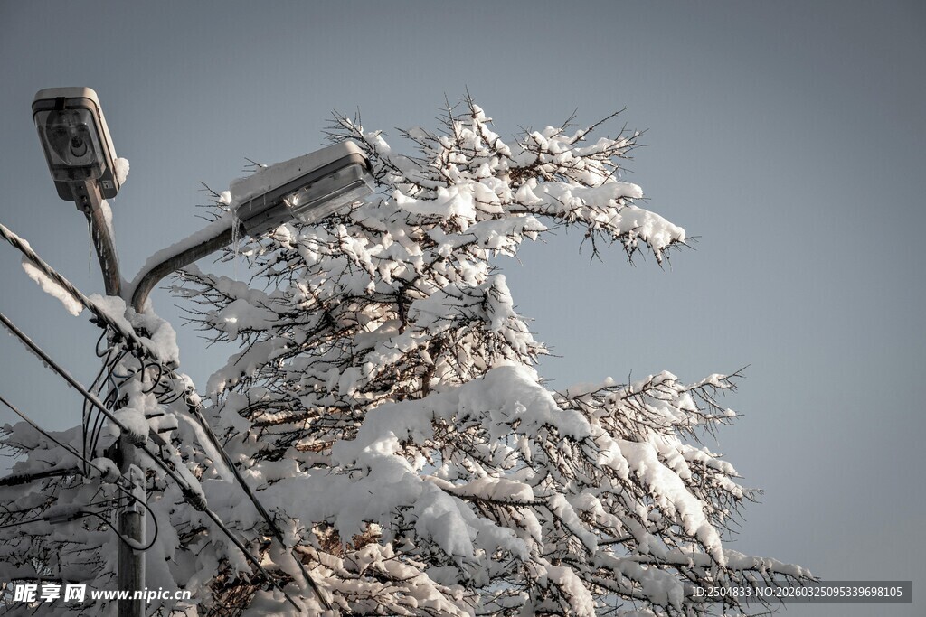 枝头覆雪的冬日景象