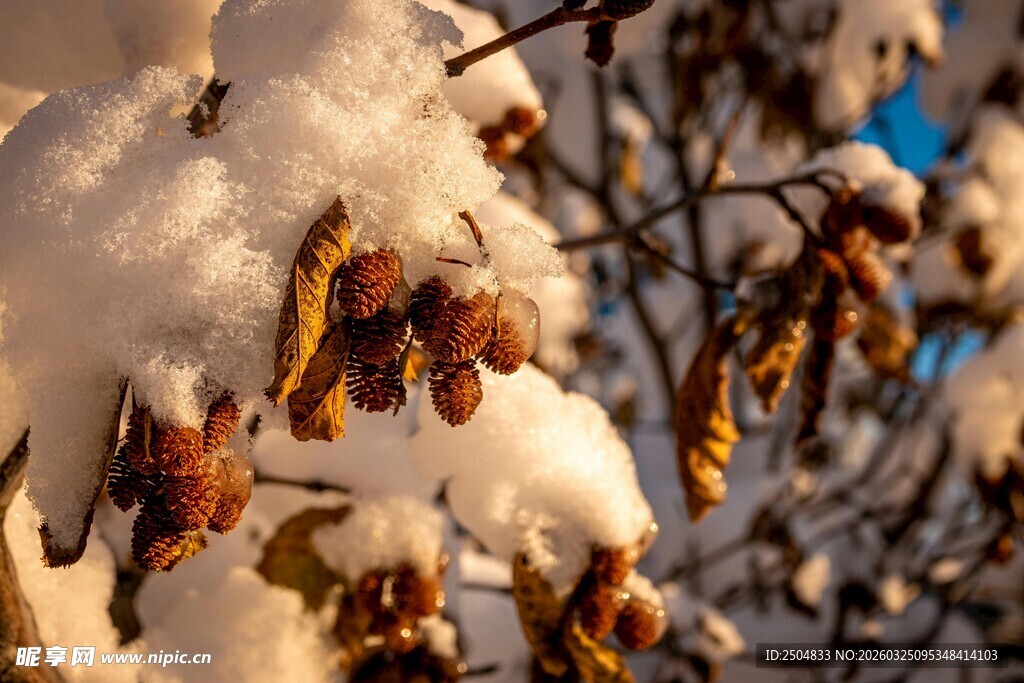 雪覆枯叶枝头景