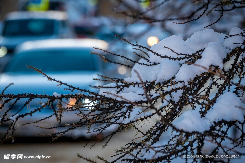 枝头覆雪下的朦胧车辆