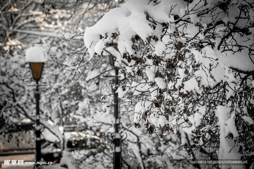 雪覆树木 静谧冬日景致