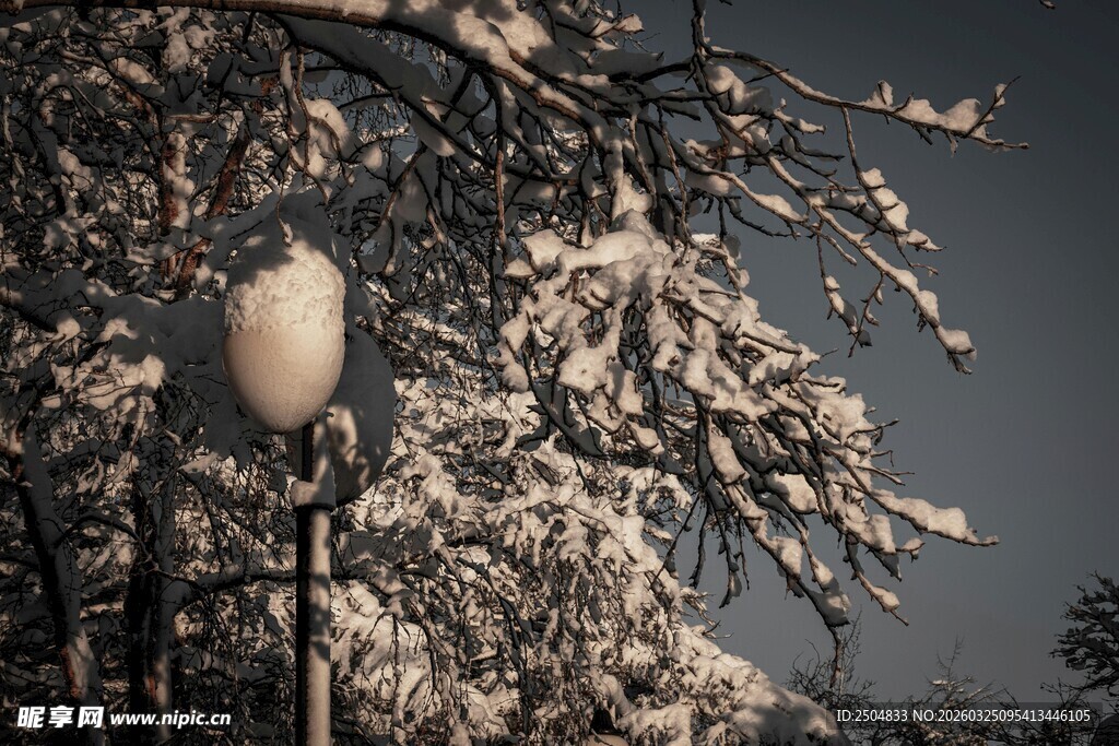 雪覆枝头的街灯景致
