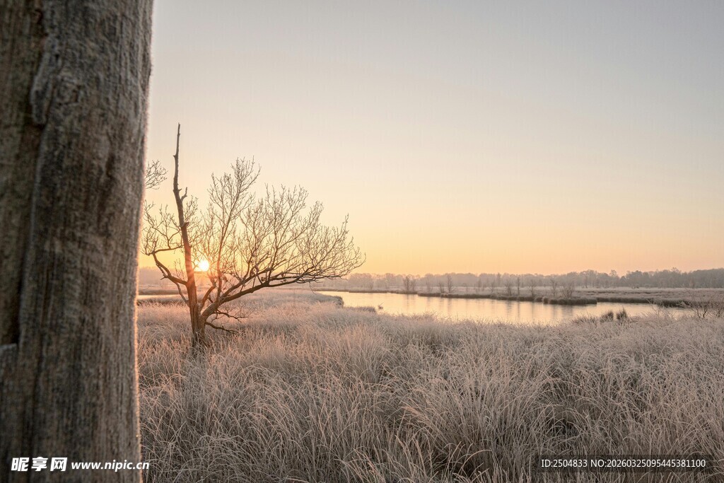 黄昏旷野中的孤树与木桩