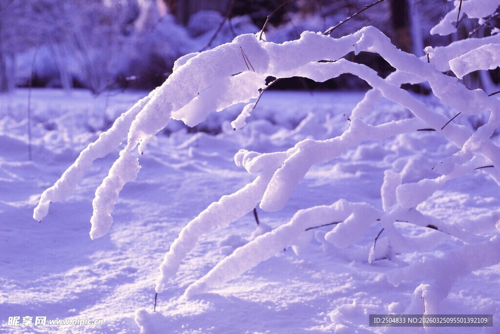 冬日雪景中挂满冰柱的树枝