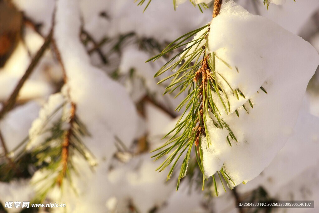 雪覆松枝的冬日美景