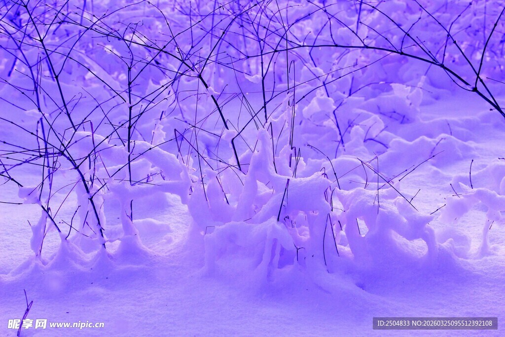 梦幻紫色雪景树林景观