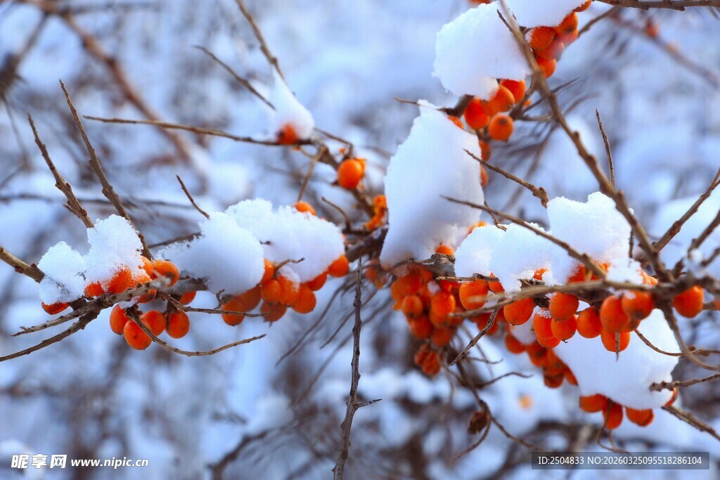 雪覆红果树枝美景