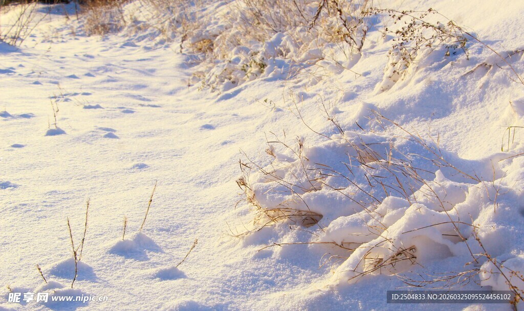 冬日雪景中的覆雪植物