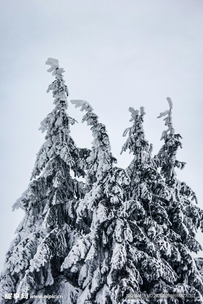 雪覆松枝 冬日纯净美景