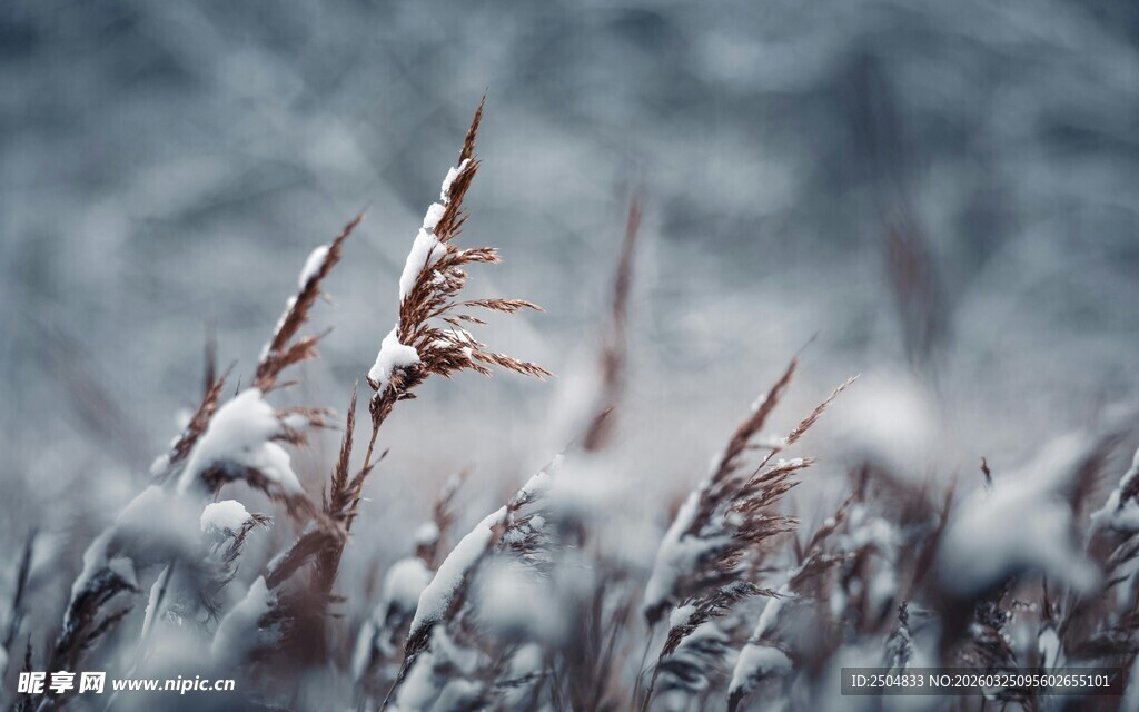 雪覆芦苇 冬日自然景致