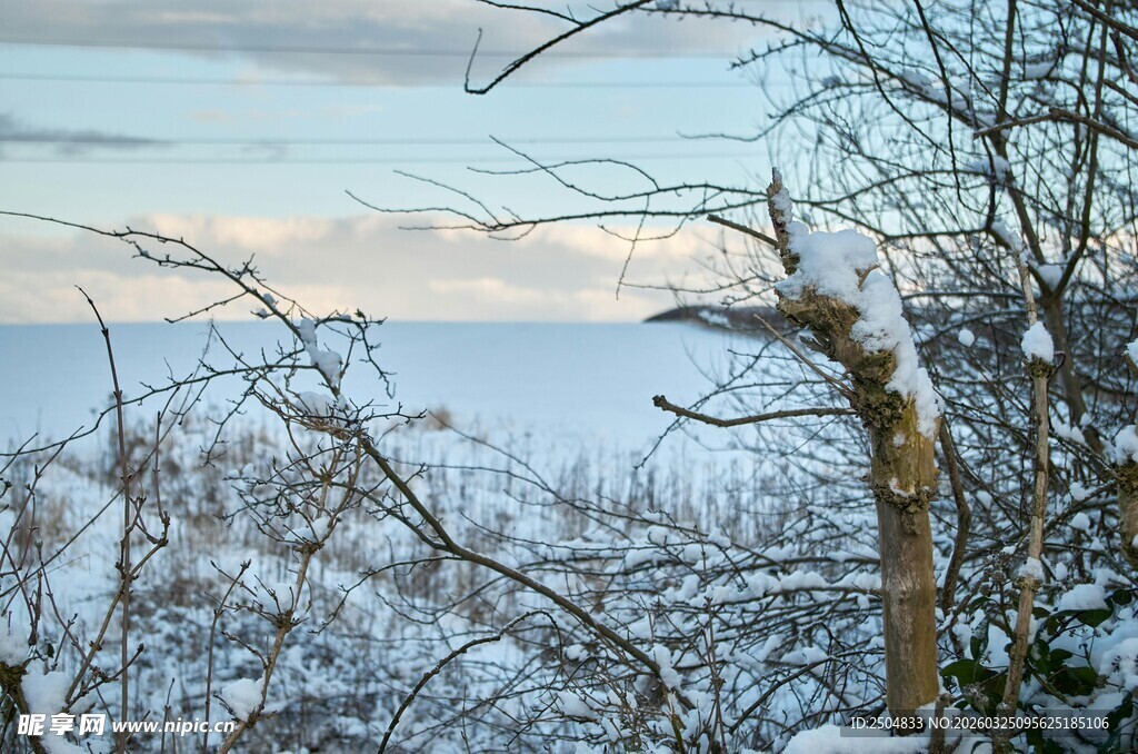 冬日雪景中的树枝与远方